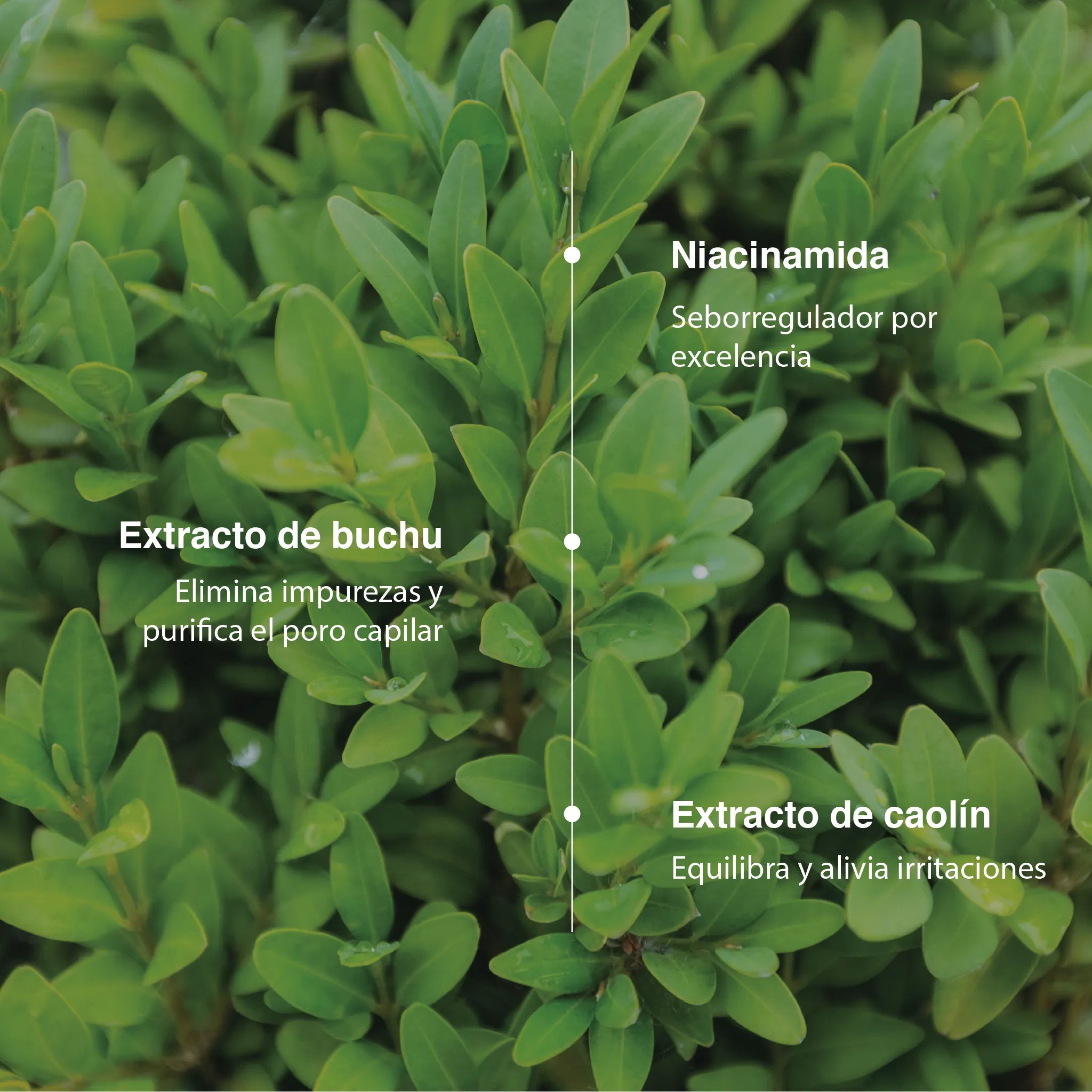 Champú cabello graso